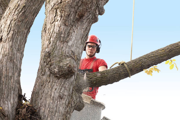 How Our Tree Care Process Works  in  Brady, TX